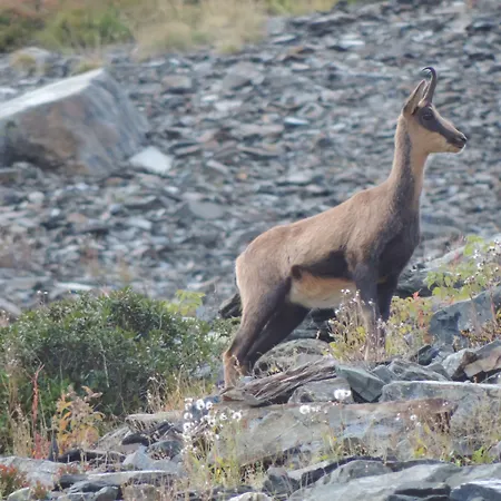 Le Barbajou Hotel Aragnouet